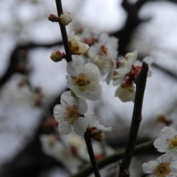 梅