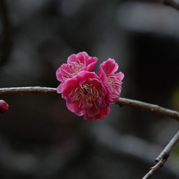 梅