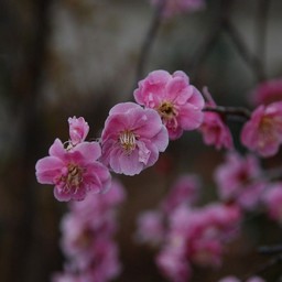 梅