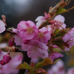 河津桜