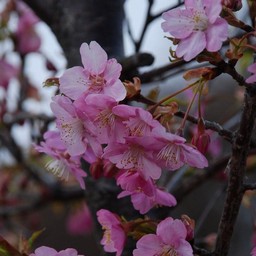 河津桜