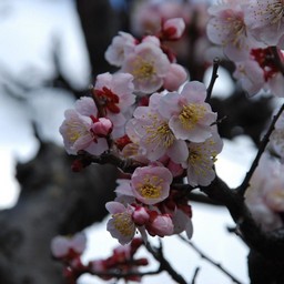 梅