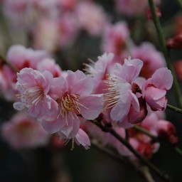 梅