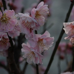 梅