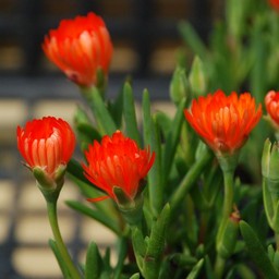 松葉菊