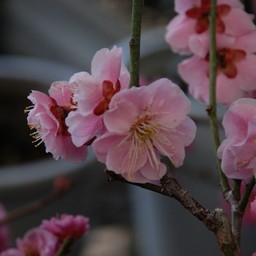 梅