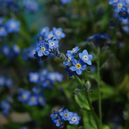 忘れな草