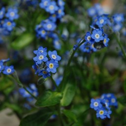 忘れな草