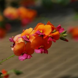 コリゼマ