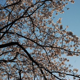 桜