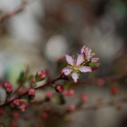 ピンクの花