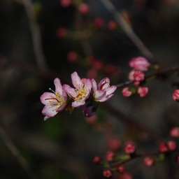 ピンクの花