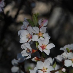 白い花