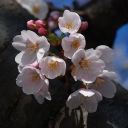 桜