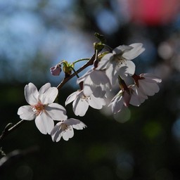 桜
