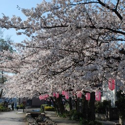 桜