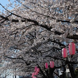 桜