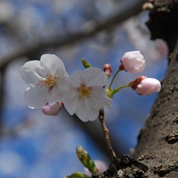 桜