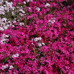 芝桜