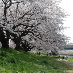 桜