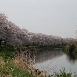 桜
