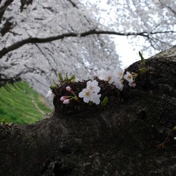 桜