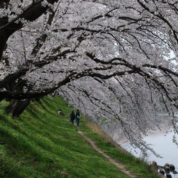 桜