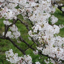 桜
