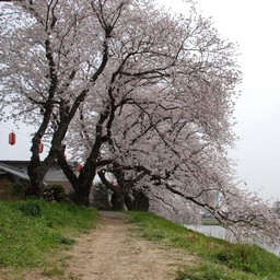 桜