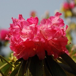 シャクナゲ