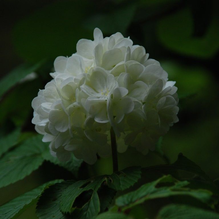 _ސ쌧qsEIIe} - ԁi4Bej - ʐ^f - ݃{