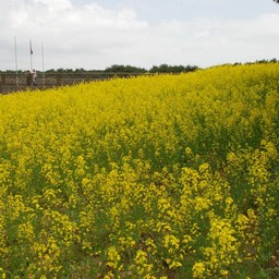 菜の花