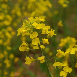 菜の花