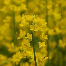 菜の花