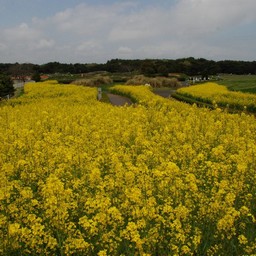 菜の花