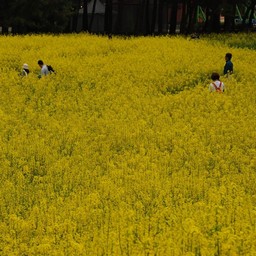 菜の花