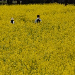 菜の花