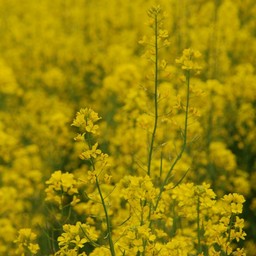 菜の花