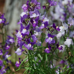 紫の花