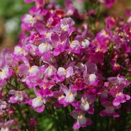紫の花