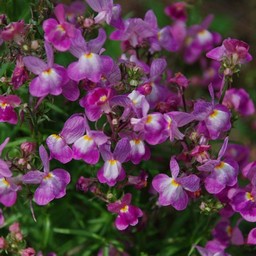 紫の花