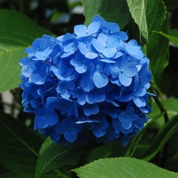 アジサイ