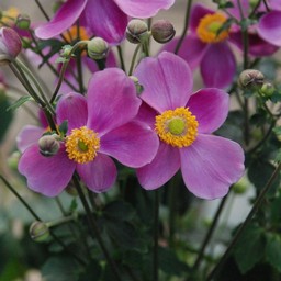 秋明菊