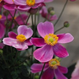 秋明菊