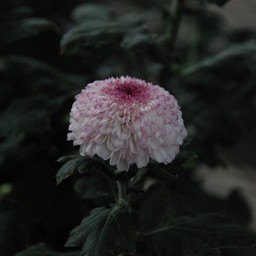 菊