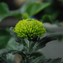菊