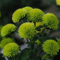 菊