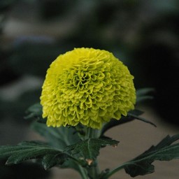 菊
