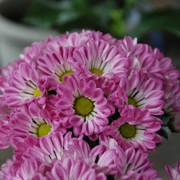 菊