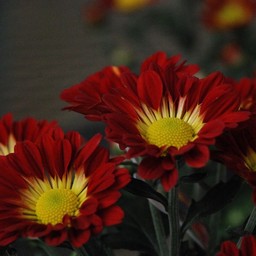 菊